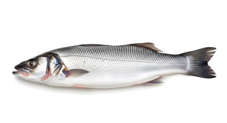 Category: showing european sea bass fish with silver scales and dark fins isolated on white...の写真素材