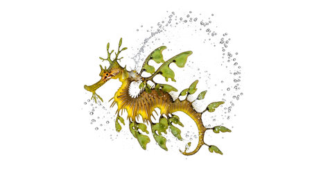 Stock showing leafy sea dragon with water droplets and bubbles on white background.の写真素材