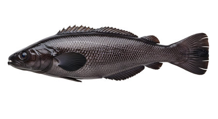showing dark colored sea bass fish with detailed scales and fins displayed on a white...の写真素材