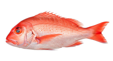 Category: showing vibrant red snapper fish with bright orange fins and scales isolated on a...