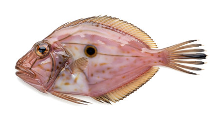 A single John Dory fish with delicate pink and gold coloration is presented on a clean white...