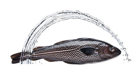 A whole cod fish with distinct dark patterned scales is shown within a clear water splash on a...