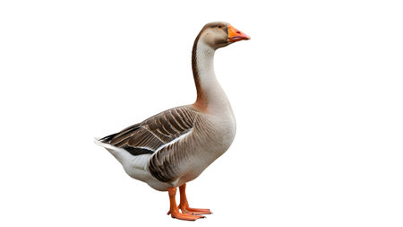 A goose with grey and brown feathers, an orange beak, and orange feet stands on a white background.の写真素材
