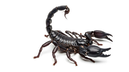 A black scorpion with large pincers and a raised segmented tail is shown against a plain white...
