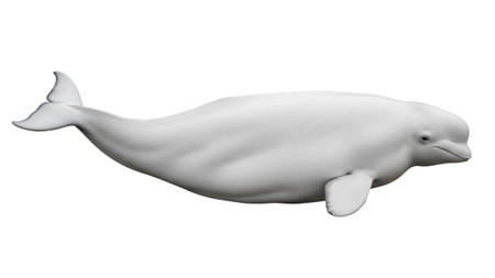 Beluga showing beluga whale swimming on a white background isolated. resolutionの写真素材