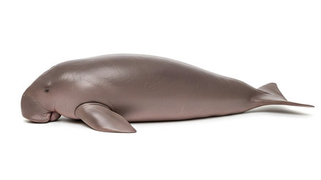 A smooth gray dugong lies on its side against a white background, showcasing its flippers and tail.の写真素材