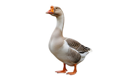 A gray and white goose with a prominent orange knob on its beak and orange feet stands in profile.の写真素材
