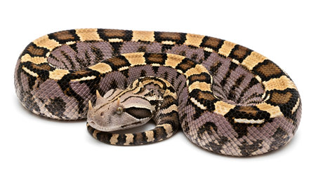 A coiled horned viper snake intricate brown, tan, and gray patterned scales against a stark...