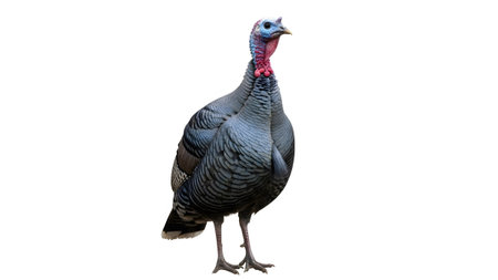 showing grey turkey standing on white background with blue head.
