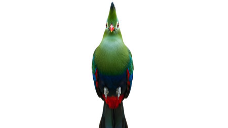 Bird showing green turaco bird with red tail feathers perched on a white backgroundの写真素材