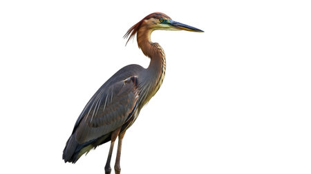 White showing purple heron bird standing tall against white background with detailed plumage and...の写真素材