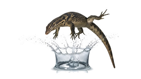 White showing monitor lizard jumping into water splash on white background with transparent...