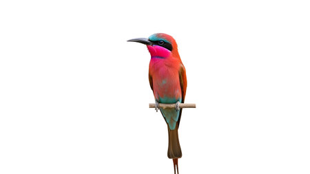 Turquoise showing vibrant pink and turquoise bee-eater bird perched on a thin wooden stick...の写真素材