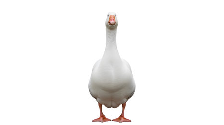 (2427) showing white domestic goose facing camera on transparent background. resolution...の写真素材