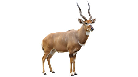 A male kudu antelope with large spiral horns stands alert on a clean white background....の写真素材