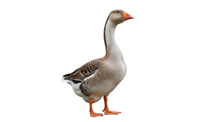 A gray and white goose with a distinctive orange beak and webbed feet stands in profile on a...の写真素材