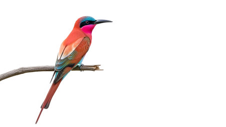 Branch showing a vibrantly colored southern carmine bee-eater bird perched on a thin branch...