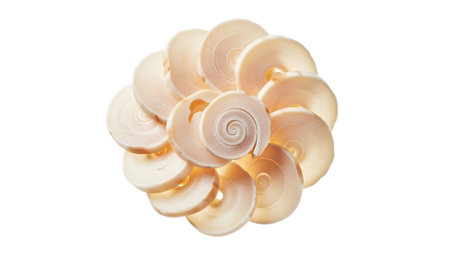 Sliced showing circular arrangement of sliced shells with creamy swirls on white.