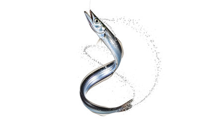 A long, slender silver fish hooked on a line exhales a spiral of water bubbles, isolated on a...