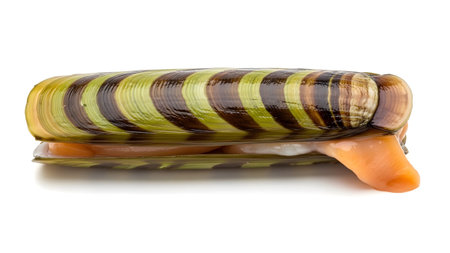 A long razor clam exhibits a striped shell in green and brown hues with an orange foot extended.