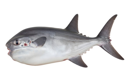Sunfish showing ocean sunfish mola with dark gray and white body on white background.