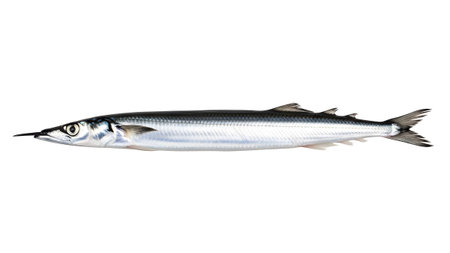 White showing needlefish with long snout and silver body isolated on white background.