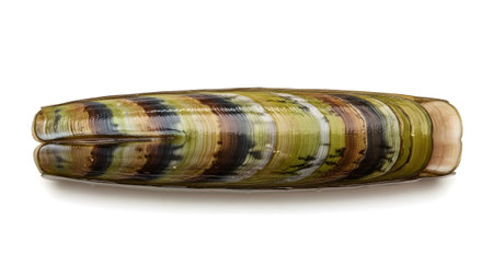 A closed razor clam shell presents a striking pattern of alternating green and brown stripes.