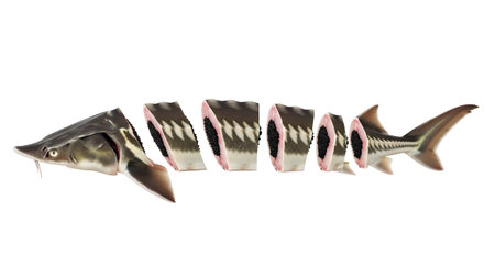 A sturgeon fish is segmented into seven pieces, displaying its patterned skin and dark roe on a...