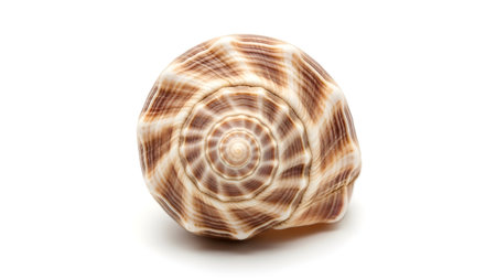 Spiral showing spiral patterned seashell with brown and white bands isolated on white...