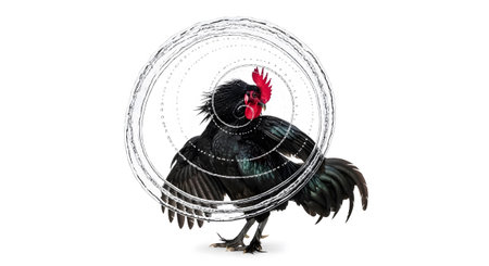 Black showing black rooster with water droplets in concentric circles on white background.