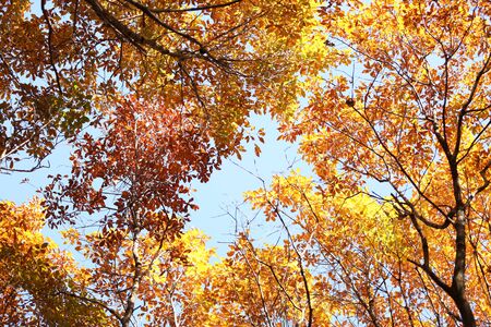 Autumn treeの写真素材