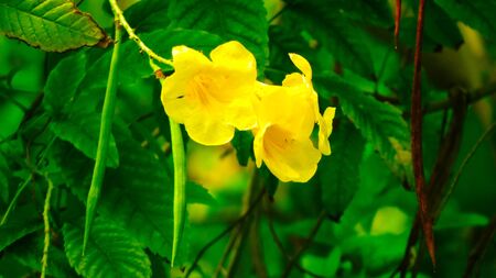 Beautiful close up of tiny yellow flowers
