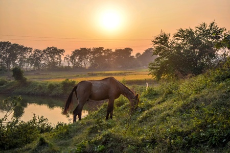 Horse is eating grass in this natural environmentの素材