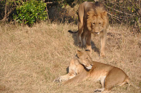 Lion in Romantic Mood.の写真素材