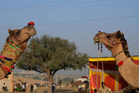 Camel Fair, in Rajasthan, India.のeditorial素材