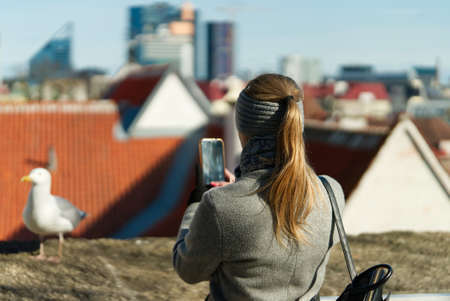 Woman is taking picture by phone of Seagull on the wall at Kohtuotsa viewing platform, Tallinn Old Town, Estonia 2021の写真素材