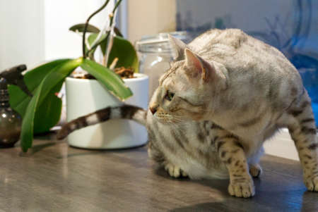 Adult Silver spotted Bengal Cat with green eyes sitting on the table near the flower. close upの写真素材