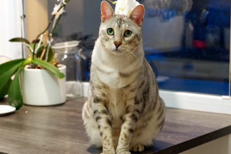 Adult Silver spotted Bengal Cat with green eyes sitting on the table near the flower. close upの写真素材