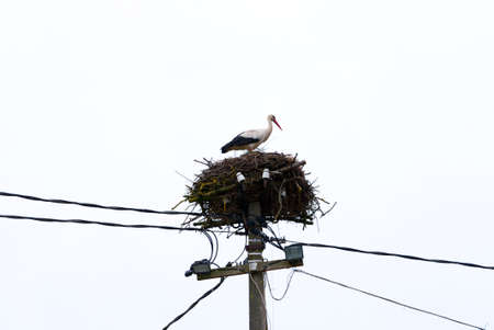 A white stork standing in nest on the Utility pole in Estonia