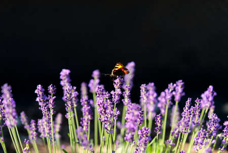 beautiful butterfly on lavender flower field in home garden close upの写真素材