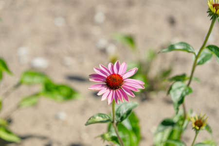 beautiful echinacea purpurea blooms in nature close upの写真素材