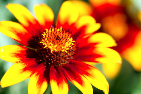 Rudbeckia hirta flowers in sunny summer day. Close upの写真素材