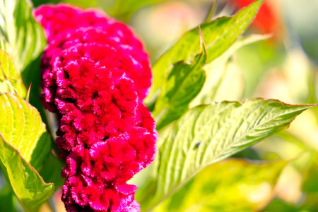 Dark red Celosia cristata flowers genus Celosia, cockscomb Creasta Cocosului. Close upの写真素材