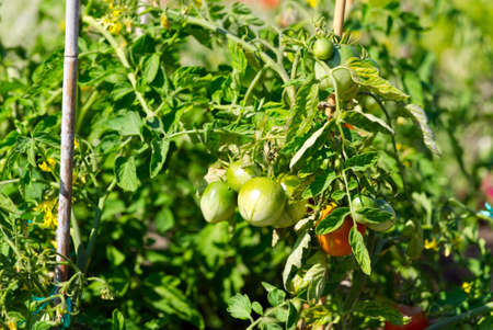 green young tomatoes on bench. home garden close up