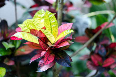 Colorful Garden crotons leaves Codiaeum variegatum in summer time. close up