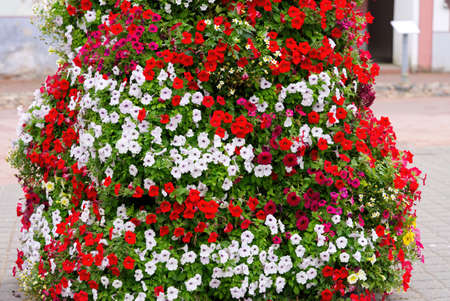Olivers touch me not Impatiens sodenii. close upの写真素材