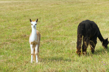 Alpaca Animal Close Up Of Head Funny Hair Cut And Chewing Action. farmの写真素材