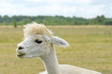Alpaca Animal Close Up Of Head Funny Hair Cut And Chewing Action. farmの写真素材