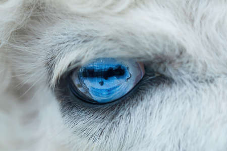 Alpaca Animal blue eye Close Upの写真素材