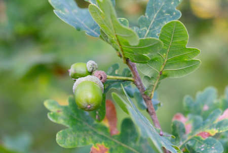 Fruit of an Oak tree ripe in autumn, on a nice sunny day. acorn close upの写真素材